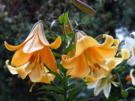 Foto: Dr. Peter Müller